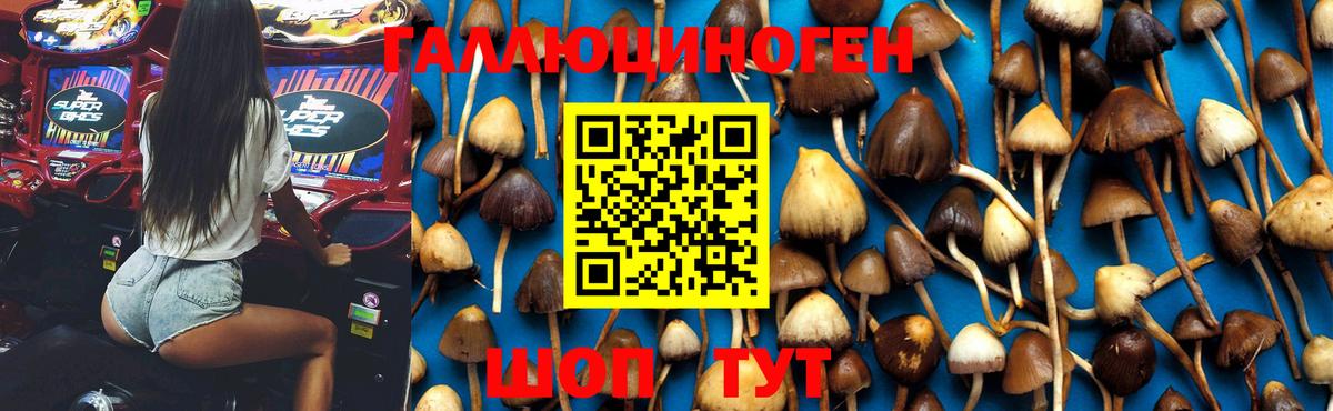 Кулебаки  Псилоцибиновые грибы мицелий  Вход с VPN 